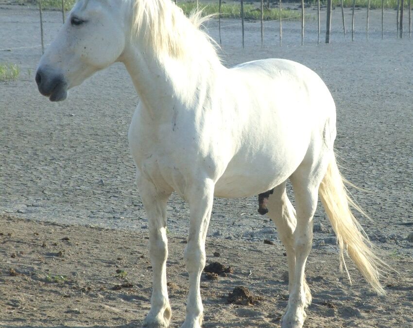 A Special Breed of Horse – The Camargue