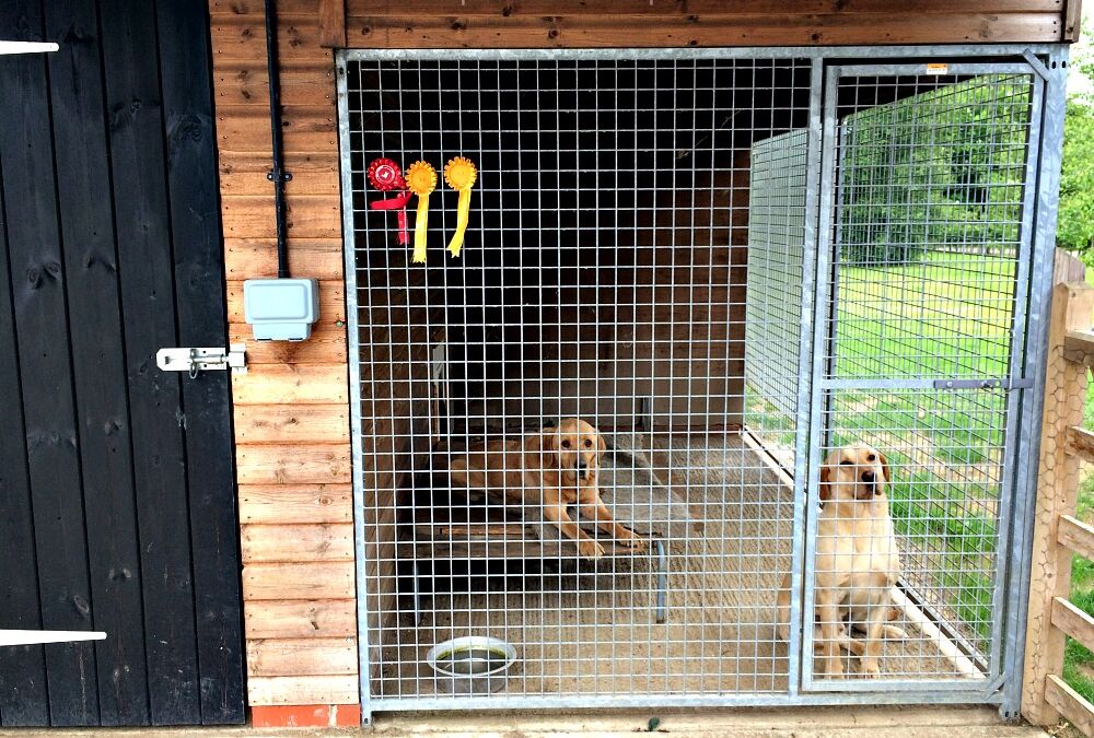 Keeping dogs in kennels and runs – is it the right thing to do?