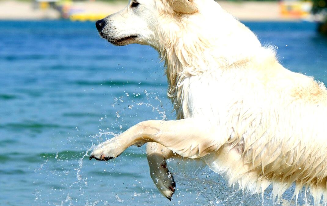 A healthy, happy dog for summer and beyond