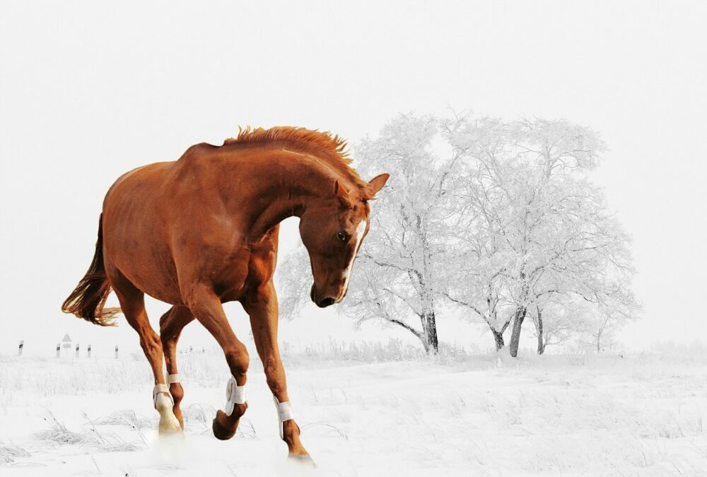 Winter Care for Horses