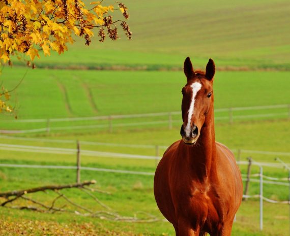 How Do I Choose a Vet for my Horse?